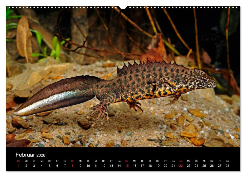 Salamander und Molche (CALVENDO Wandkalender 2026)