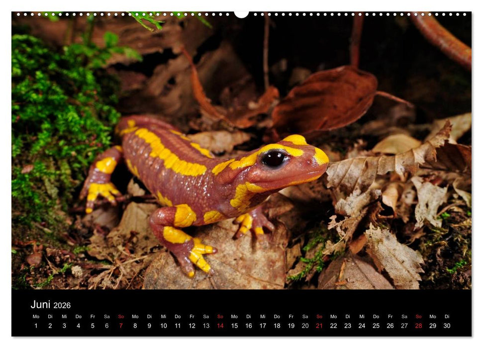 Salamander und Molche (CALVENDO Wandkalender 2026)