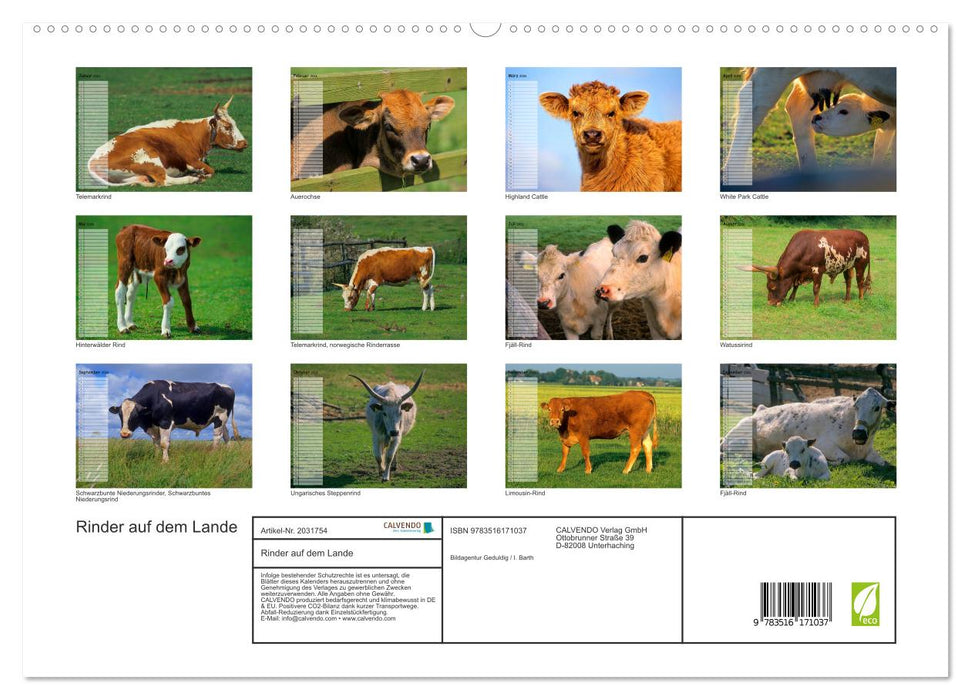 Rinder auf dem Lande (CALVENDO Premium Wandkalender 2026)