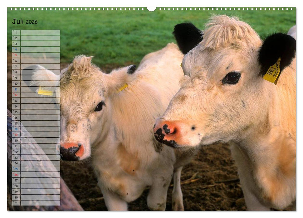 Rinder auf dem Lande (CALVENDO Premium Wandkalender 2026)