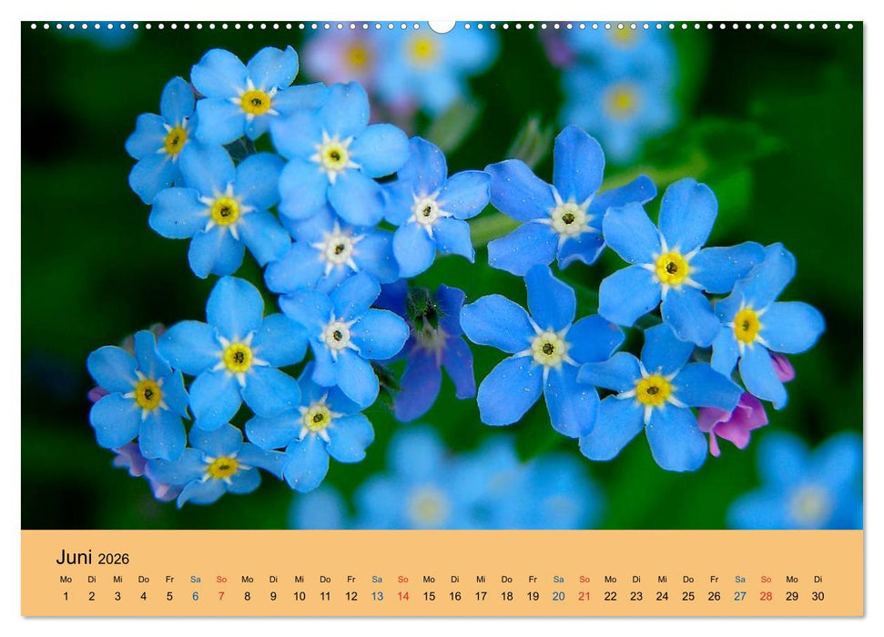 Wildblumen 2026 (CALVENDO Premium Wandkalender 2026)
