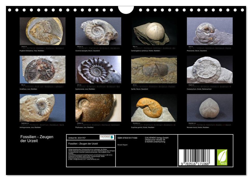 Fossilien - Zeugen der Urzeit (CALVENDO Wandkalender 2026)