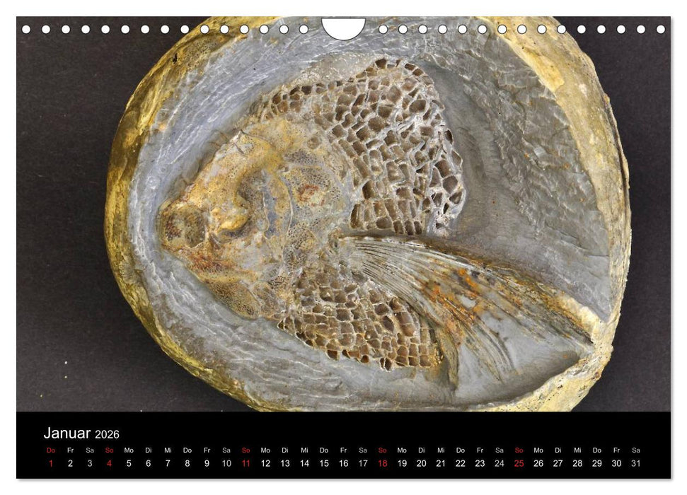 Fossilien - Zeugen der Urzeit (CALVENDO Wandkalender 2026)