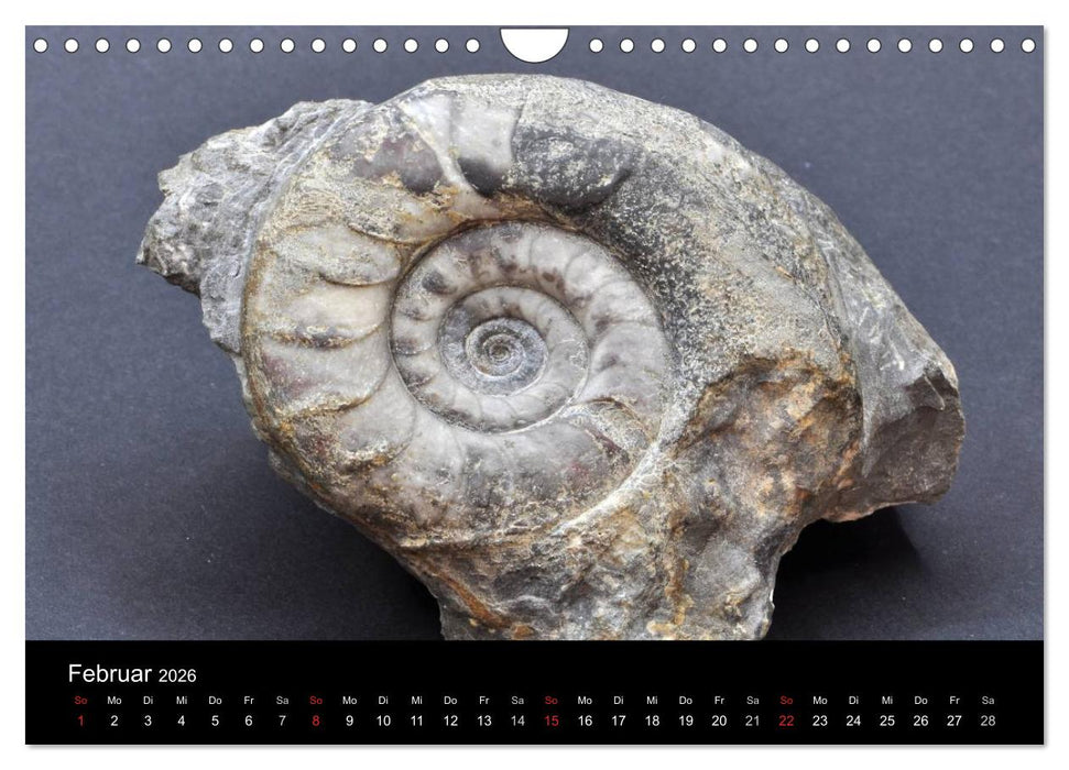 Fossilien - Zeugen der Urzeit (CALVENDO Wandkalender 2026)