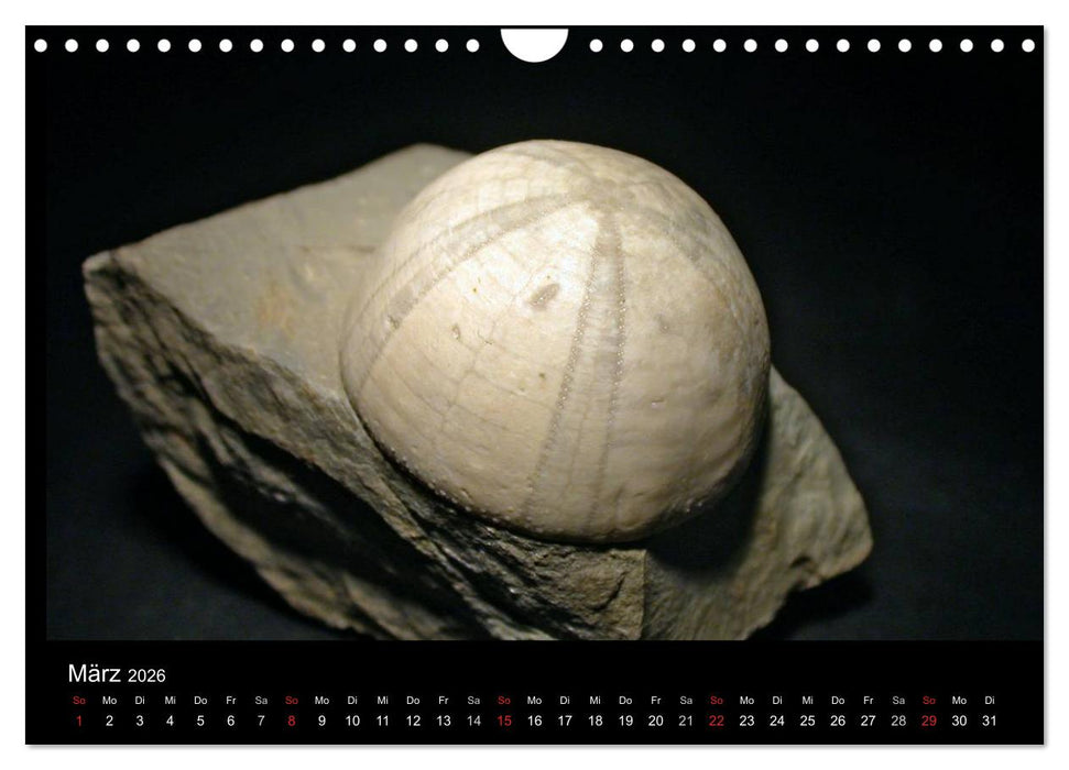 Fossilien - Zeugen der Urzeit (CALVENDO Wandkalender 2026)