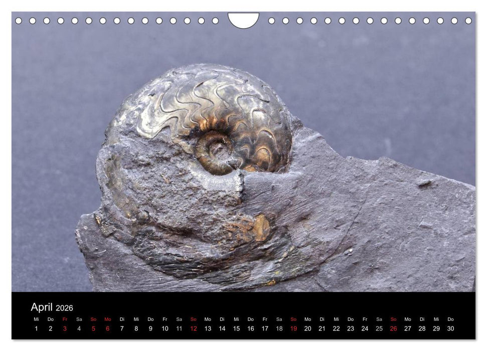 Fossilien - Zeugen der Urzeit (CALVENDO Wandkalender 2026)