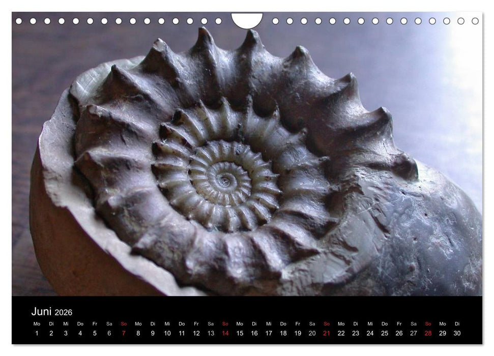 Fossilien - Zeugen der Urzeit (CALVENDO Wandkalender 2026)