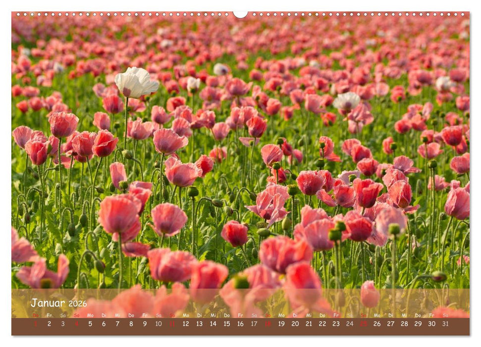 Mohnträume (CALVENDO Wandkalender 2026)