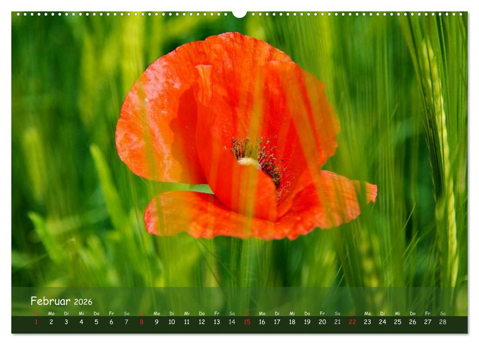 Mohnträume (CALVENDO Wandkalender 2026)