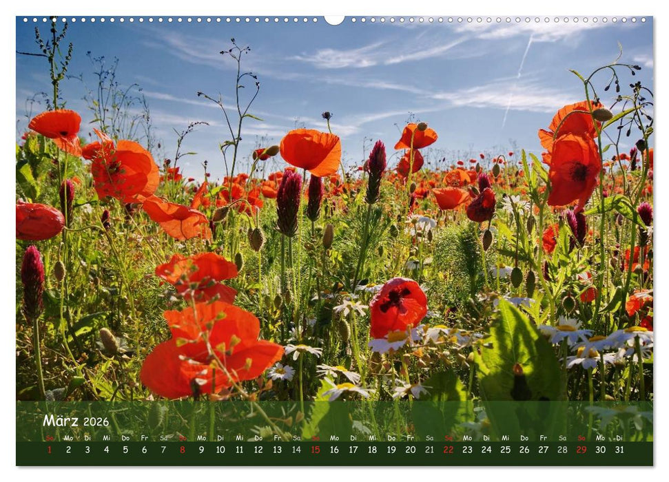 Mohnträume (CALVENDO Wandkalender 2026)