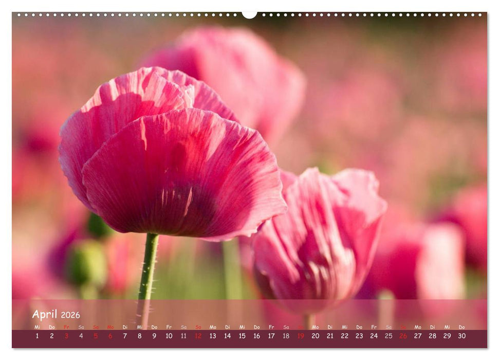 Mohnträume (CALVENDO Wandkalender 2026)