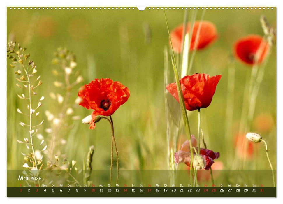Mohnträume (CALVENDO Wandkalender 2026)