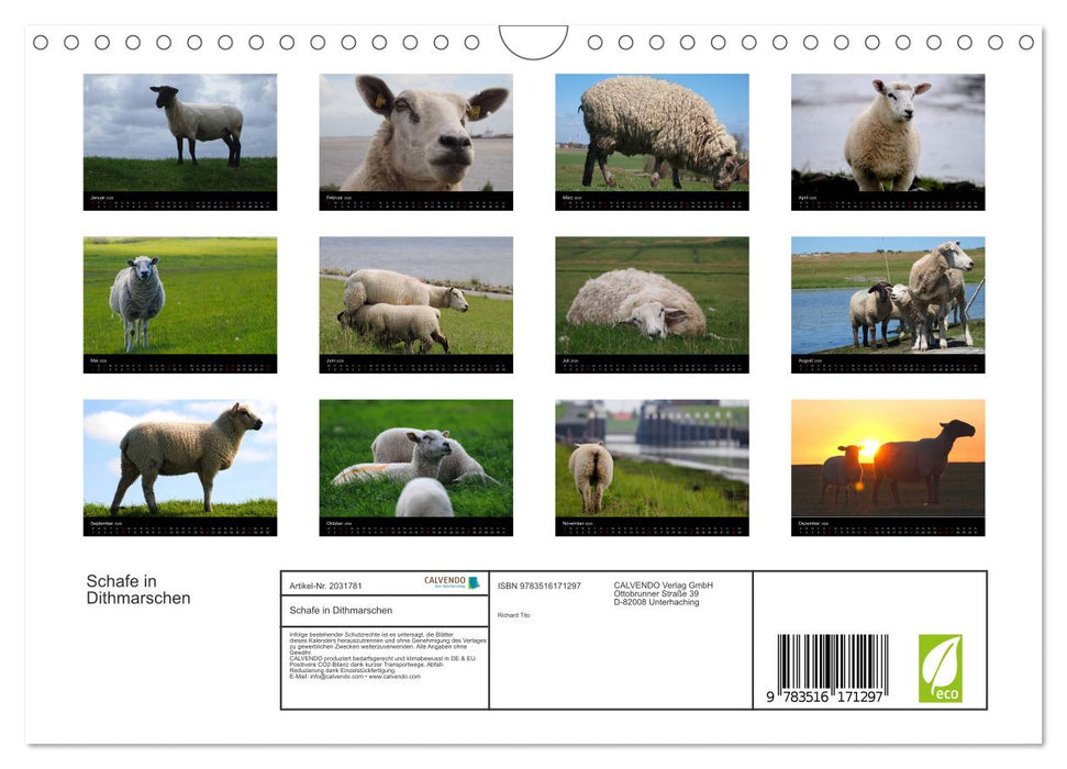 Schafe in Dithmarschen (CALVENDO Wandkalender 2026)