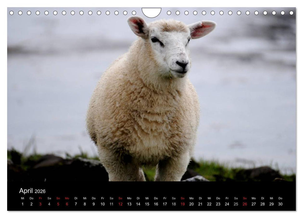 Schafe in Dithmarschen (CALVENDO Wandkalender 2026)