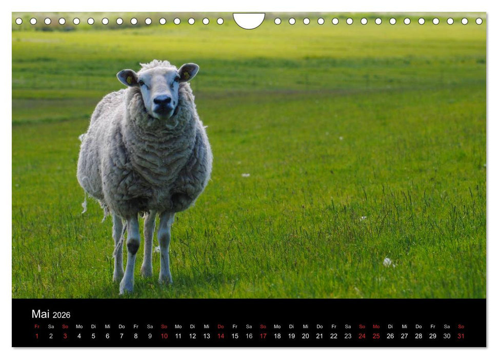 Schafe in Dithmarschen (CALVENDO Wandkalender 2026)