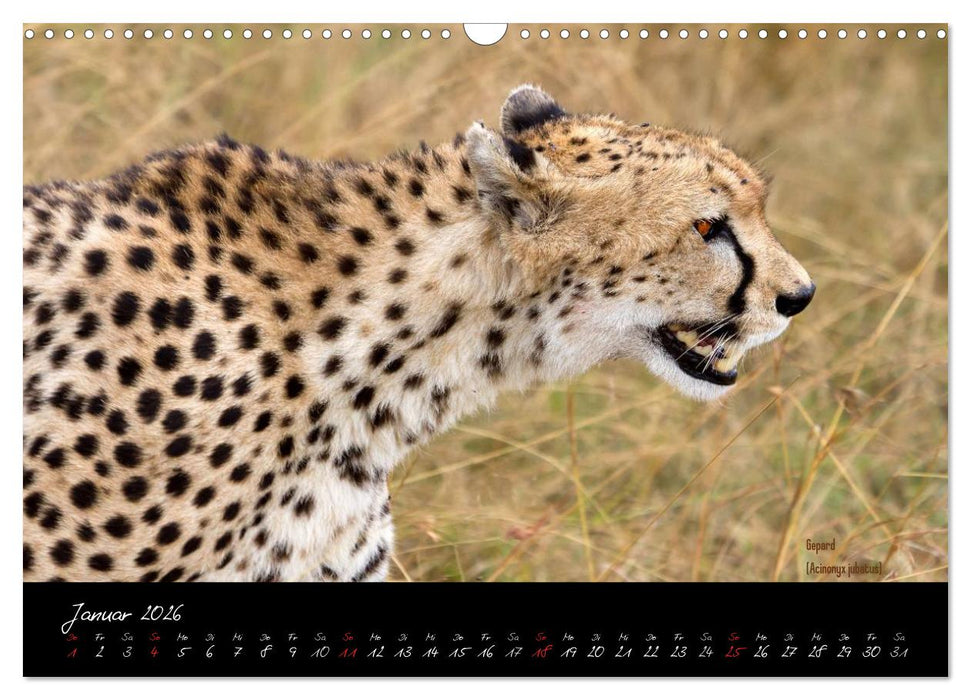 Faszination Afrika - wilde Tiere der Masai Mara - Kenia (CALVENDO Wandkalender 2026)