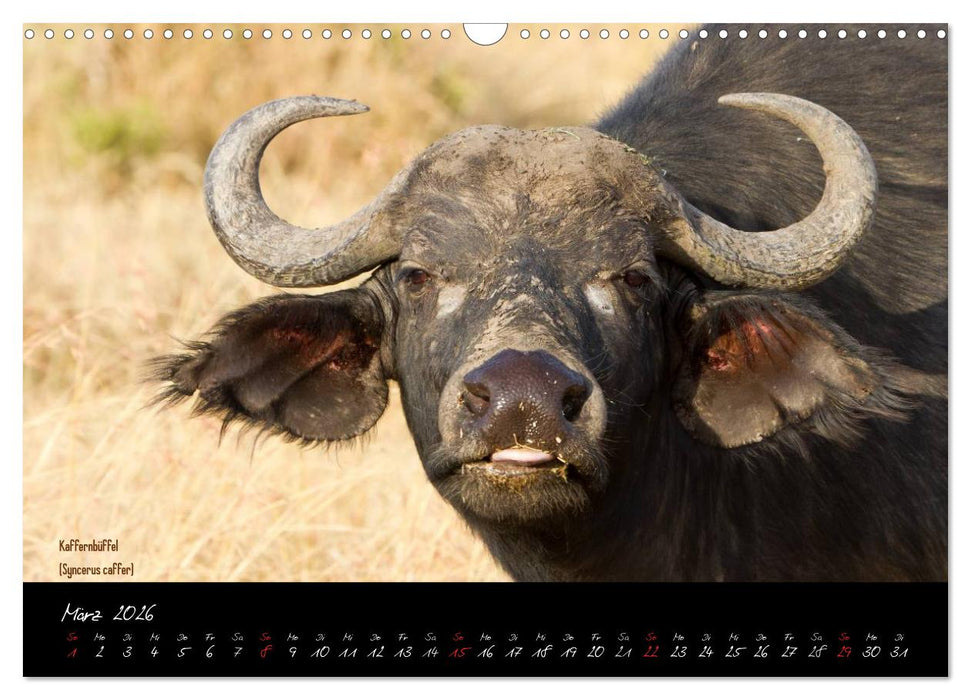 Faszination Afrika - wilde Tiere der Masai Mara - Kenia (CALVENDO Wandkalender 2026)