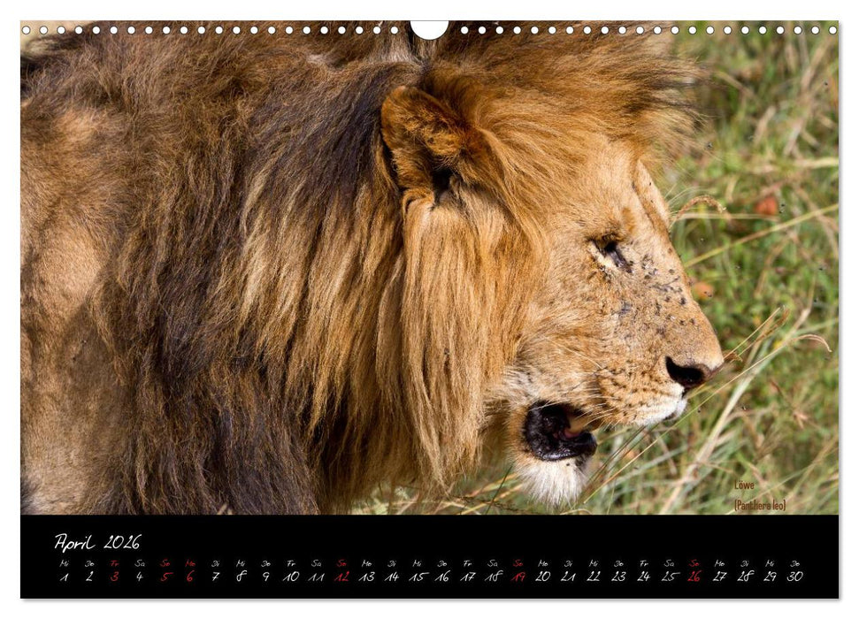 Faszination Afrika - wilde Tiere der Masai Mara - Kenia (CALVENDO Wandkalender 2026)