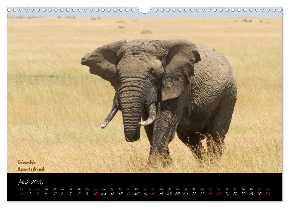 Faszination Afrika - wilde Tiere der Masai Mara - Kenia (CALVENDO Wandkalender 2026)