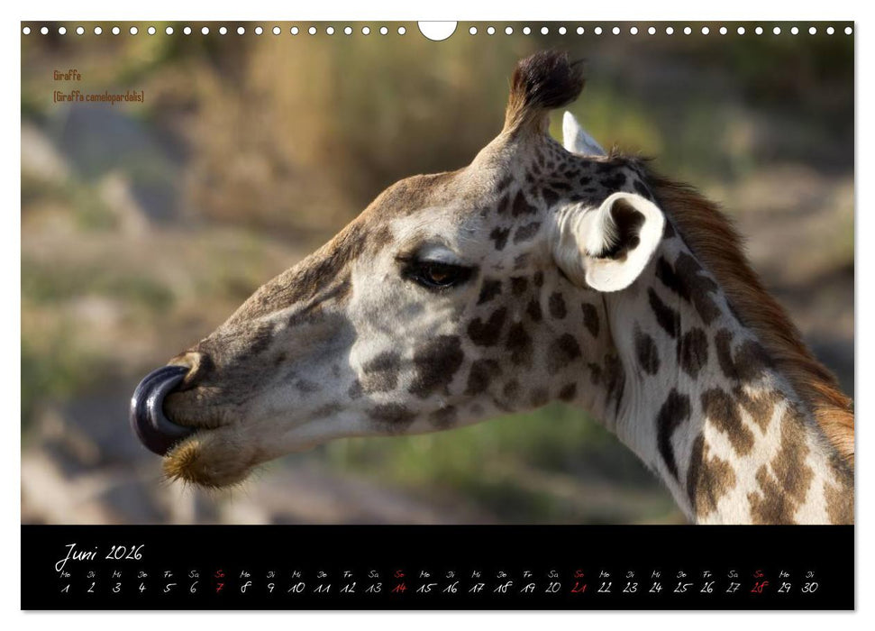 Faszination Afrika - wilde Tiere der Masai Mara - Kenia (CALVENDO Wandkalender 2026)
