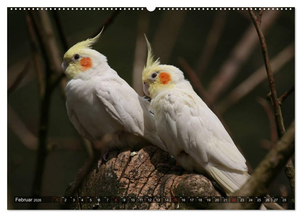Nymphensittiche (CALVENDO Premium Wandkalender 2026)