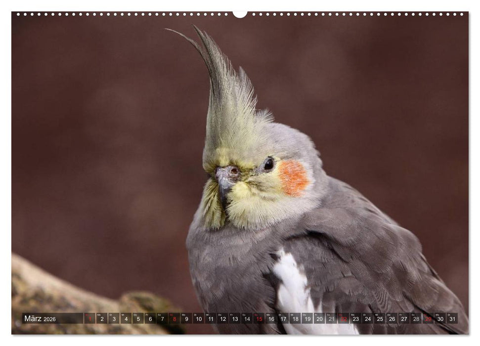 Nymphensittiche (CALVENDO Premium Wandkalender 2026)