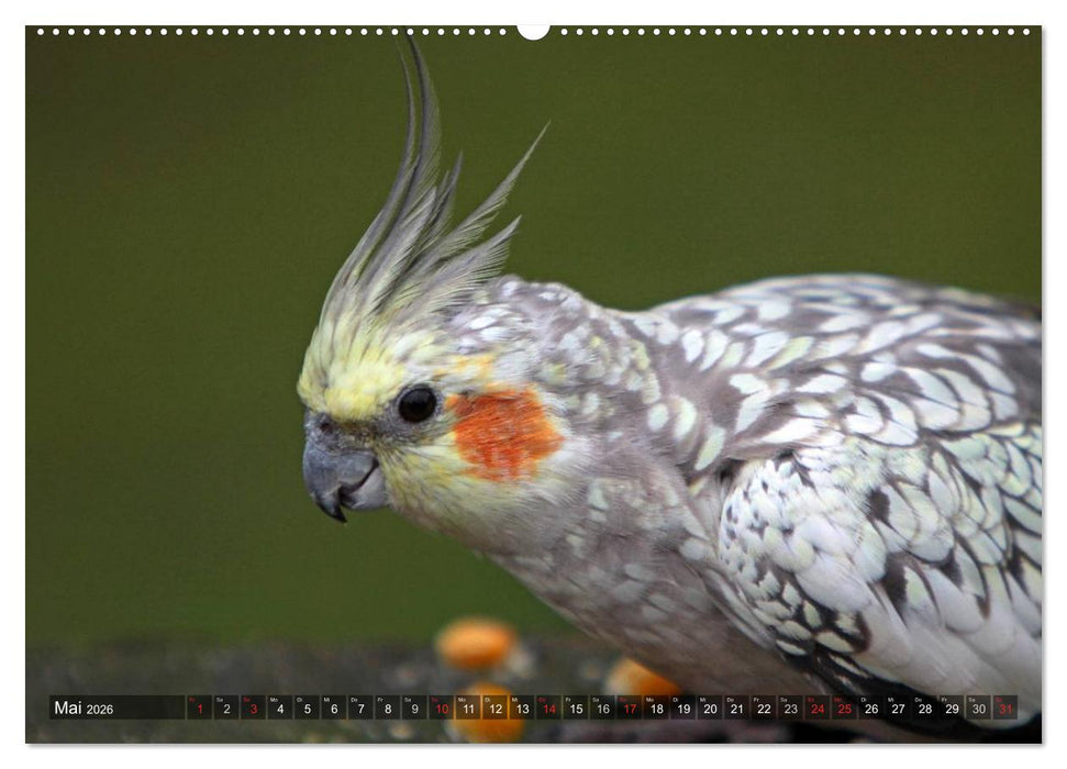 Nymphensittiche (CALVENDO Premium Wandkalender 2026)