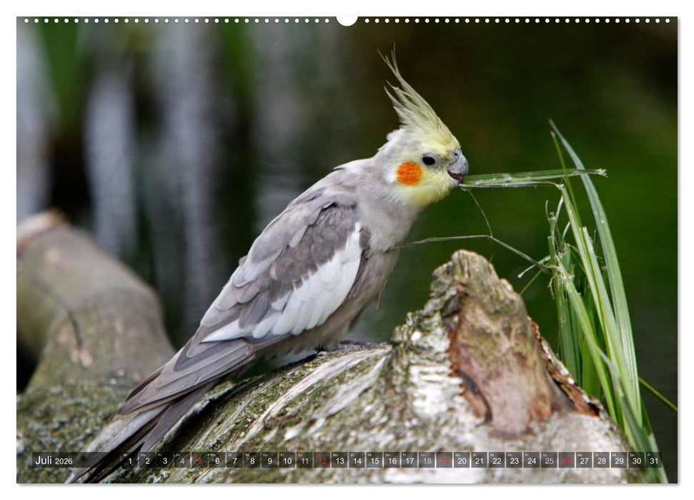 Nymphensittiche (CALVENDO Premium Wandkalender 2026)