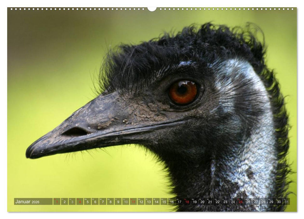 Strauß & Co. (CALVENDO Premium Wandkalender 2026)