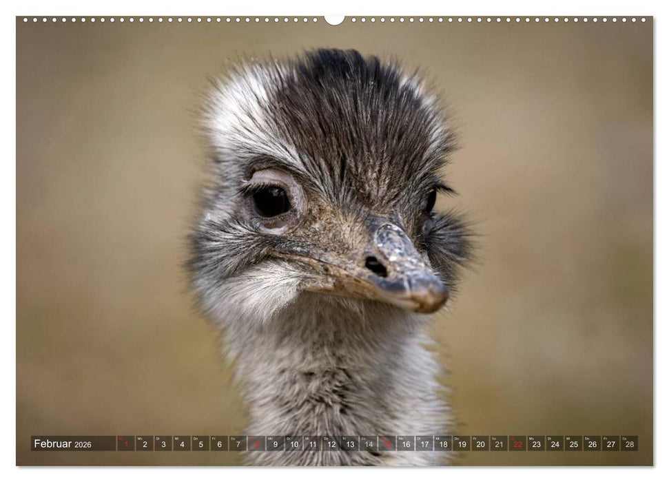 Strauß & Co. (CALVENDO Premium Wandkalender 2026)