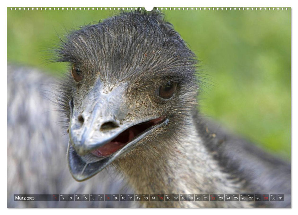 Strauß & Co. (CALVENDO Premium Wandkalender 2026)