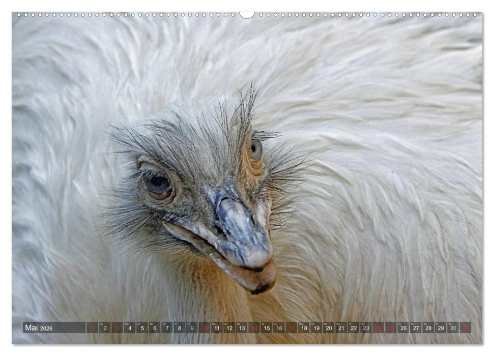 Strauß & Co. (CALVENDO Premium Wandkalender 2026)