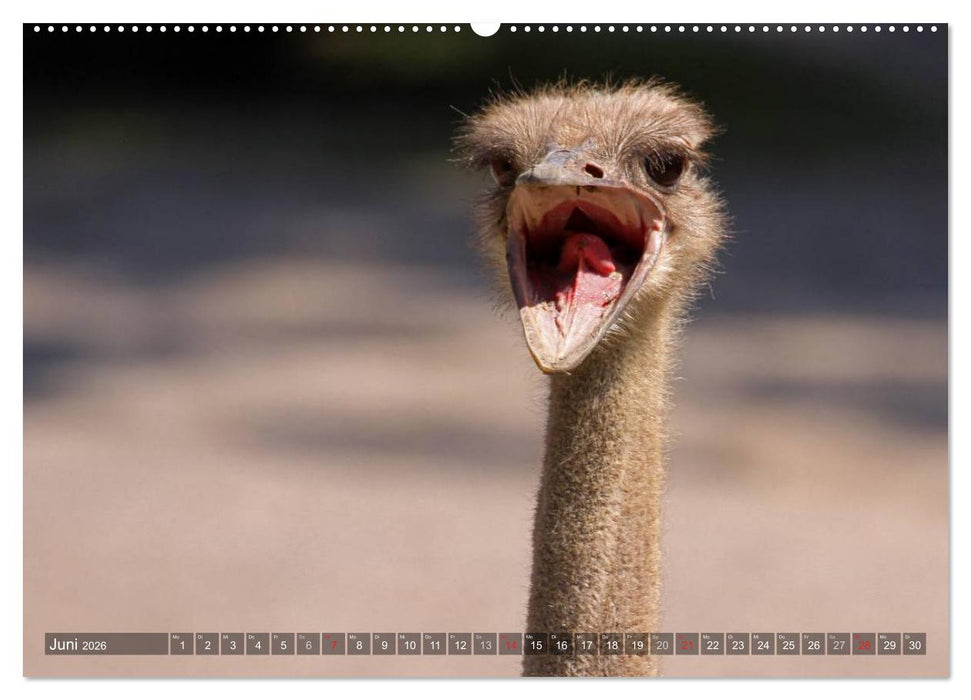 Strauß & Co. (CALVENDO Premium Wandkalender 2026)