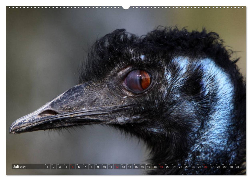 Strauß & Co. (CALVENDO Premium Wandkalender 2026)