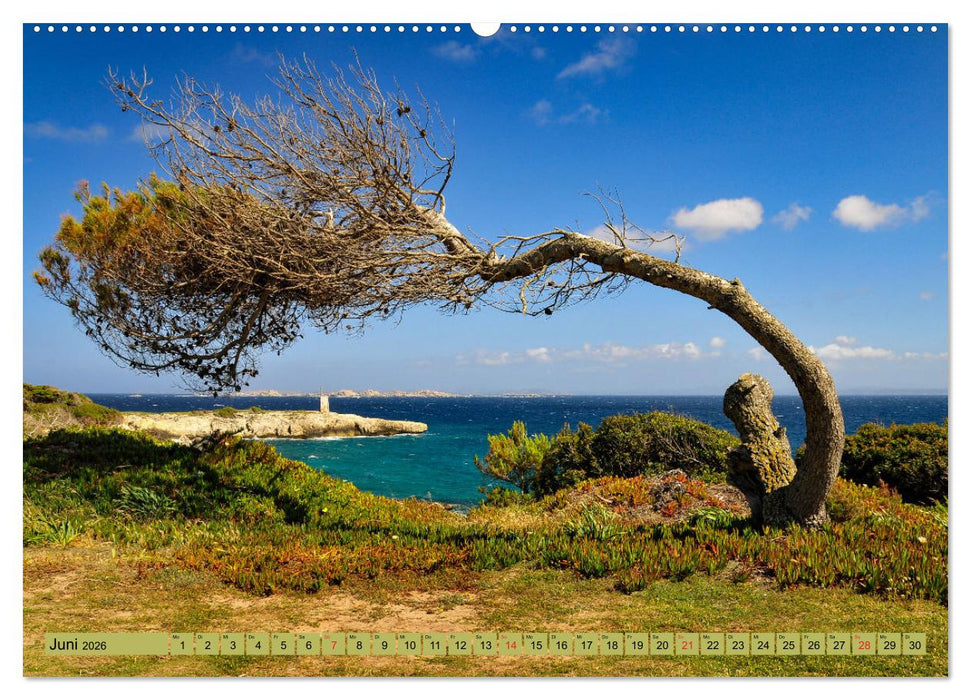 Bäume sind Träume (CALVENDO Premium Wandkalender 2026)