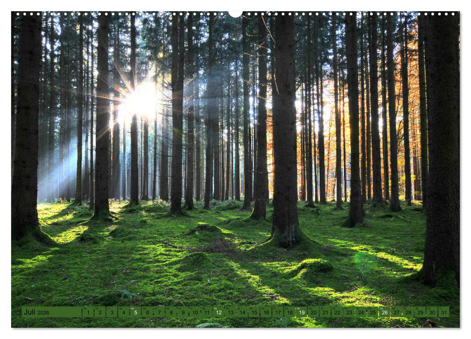 Bäume sind Träume (CALVENDO Premium Wandkalender 2026)
