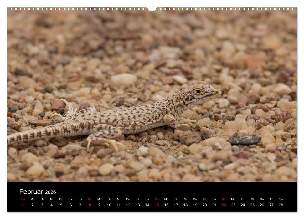 Wunderschönes Namibia (CALVENDO Wandkalender 2026)