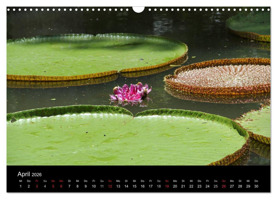 Trauminsel Mauritius (CALVENDO Wandkalender 2026)