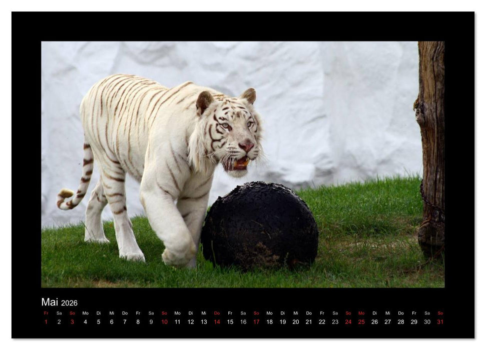 Welt der Katzen - Tiger (CALVENDO Premium Wandkalender 2026)