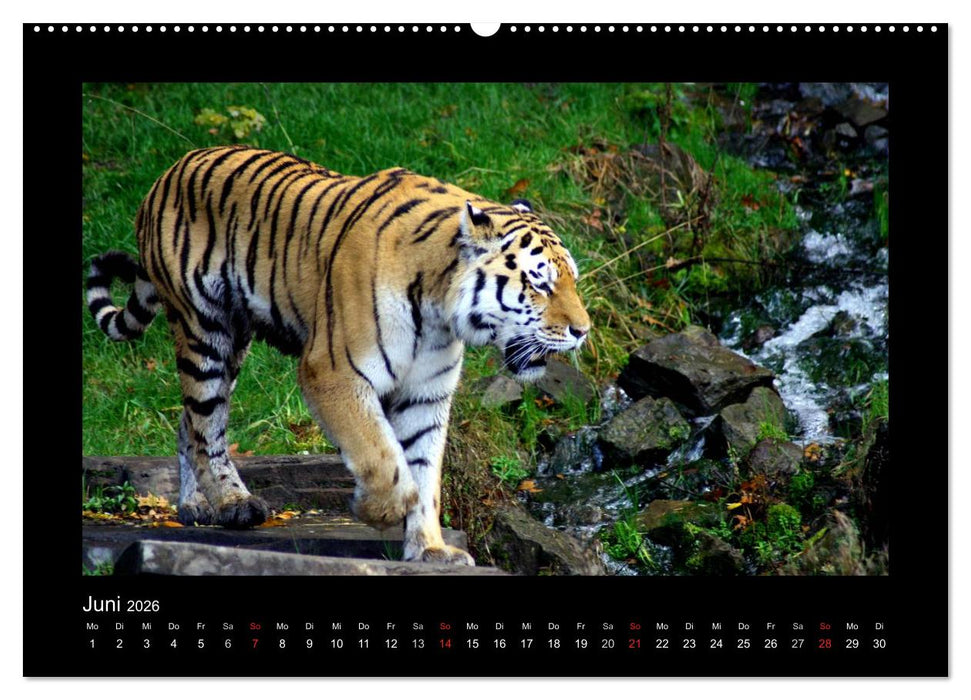 Welt der Katzen - Tiger (CALVENDO Premium Wandkalender 2026)