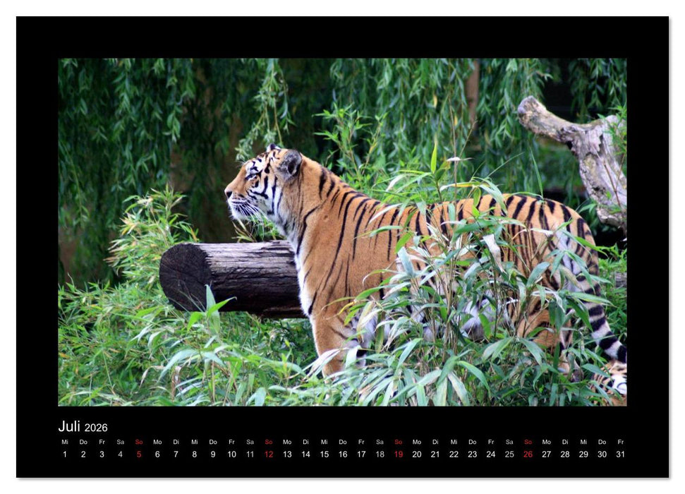 Welt der Katzen - Tiger (CALVENDO Premium Wandkalender 2026)