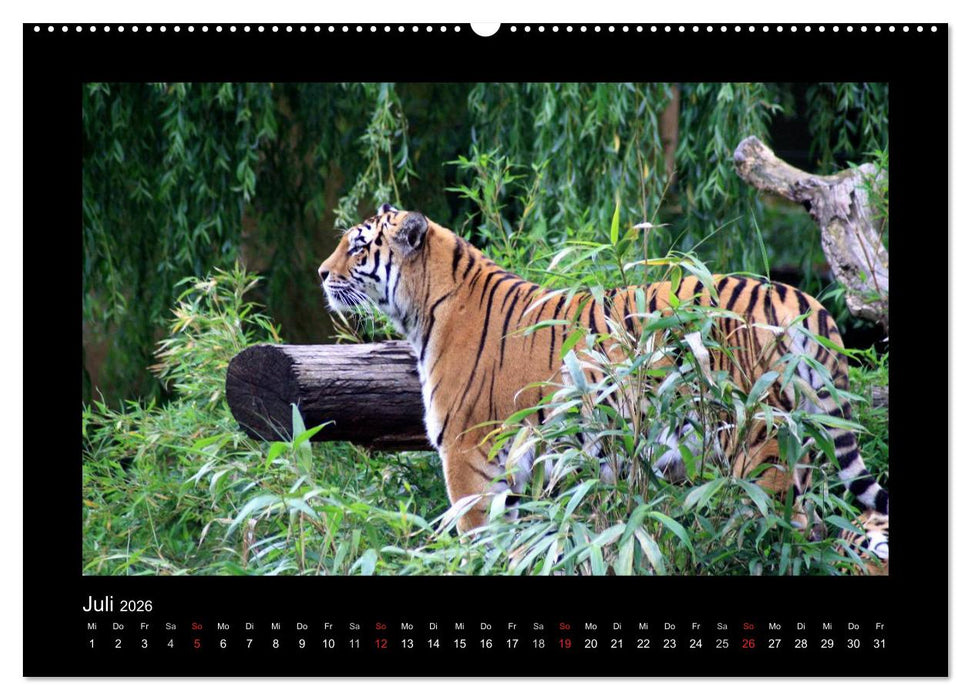 Welt der Katzen - Tiger (CALVENDO Premium Wandkalender 2026)