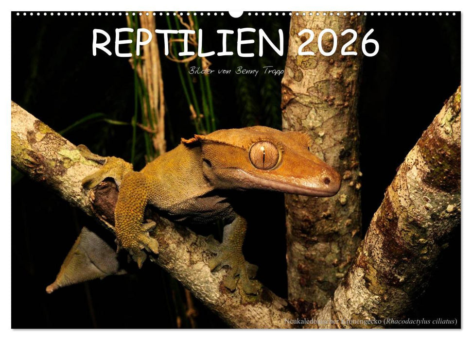 REPTILIEN (CALVENDO Wandkalender 2026)