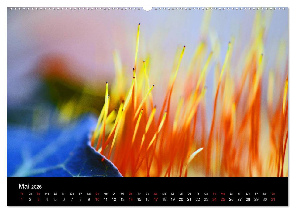 Magischer Wald (CALVENDO Wandkalender 2026)