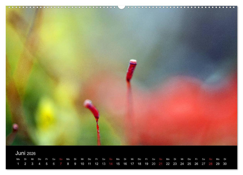 Magischer Wald (CALVENDO Wandkalender 2026)