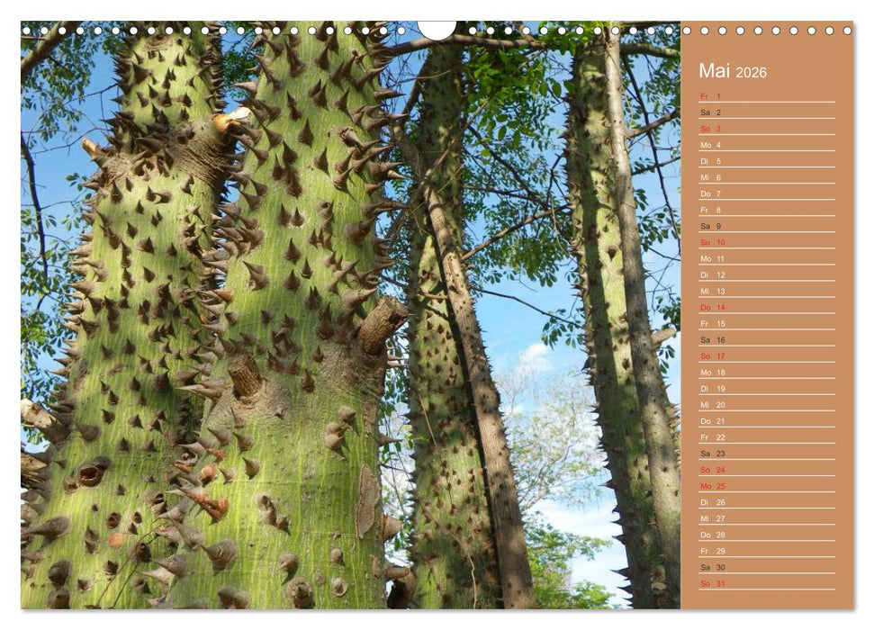 Bilder aus dem Chaco in Paraguay (CALVENDO Wandkalender 2026)