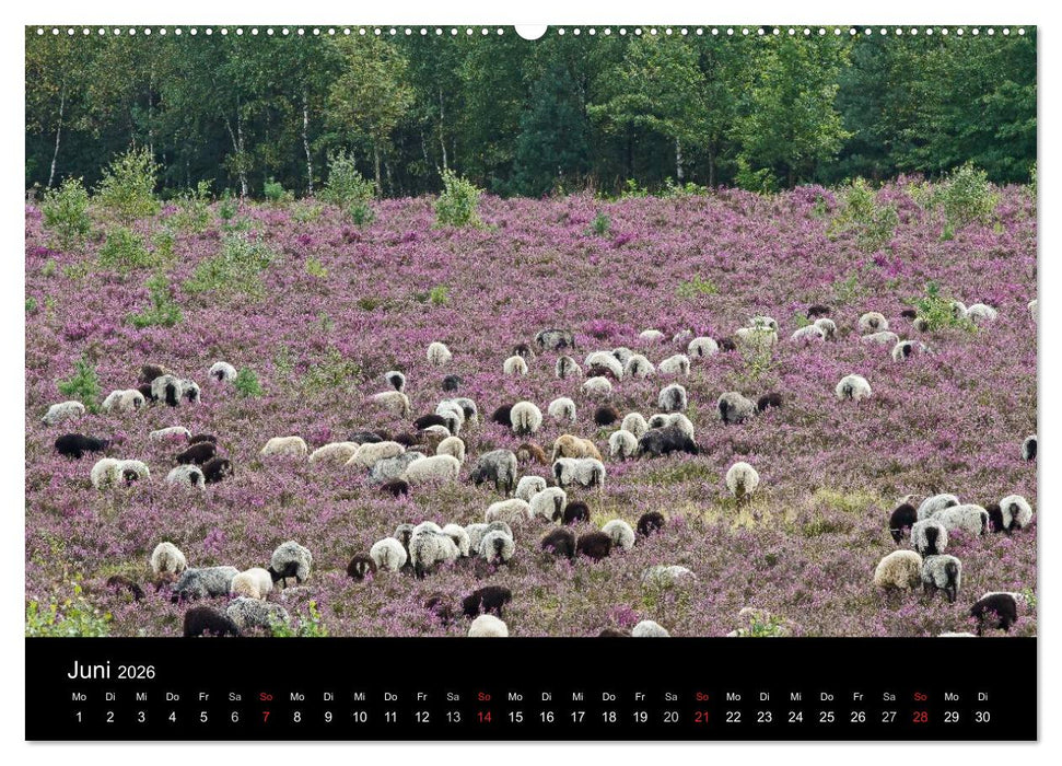 Lüneburger Heide (CALVENDO Premium Wandkalender 2026)