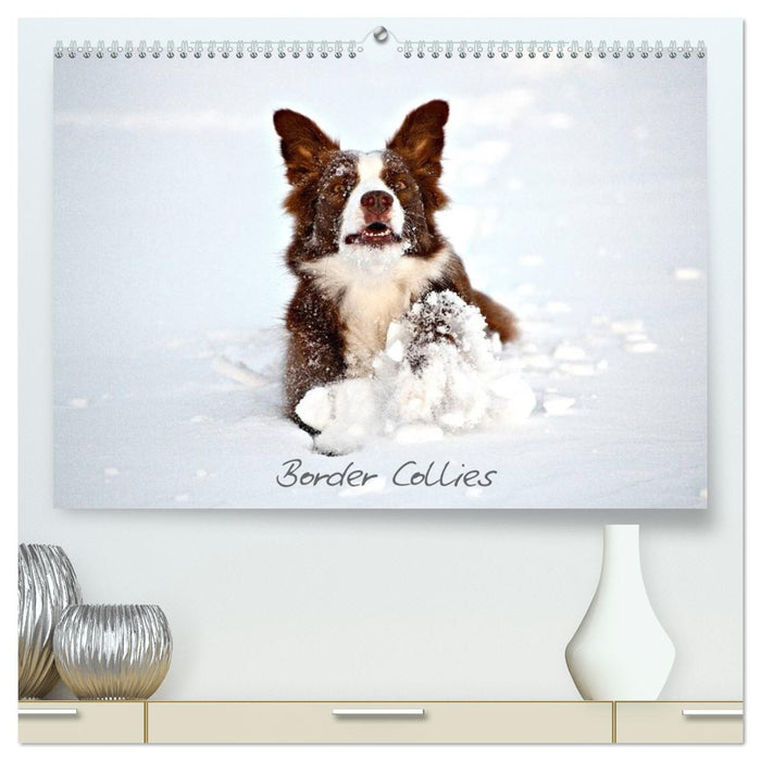 Border Collies (CALVENDO Premium Wandkalender 2026)