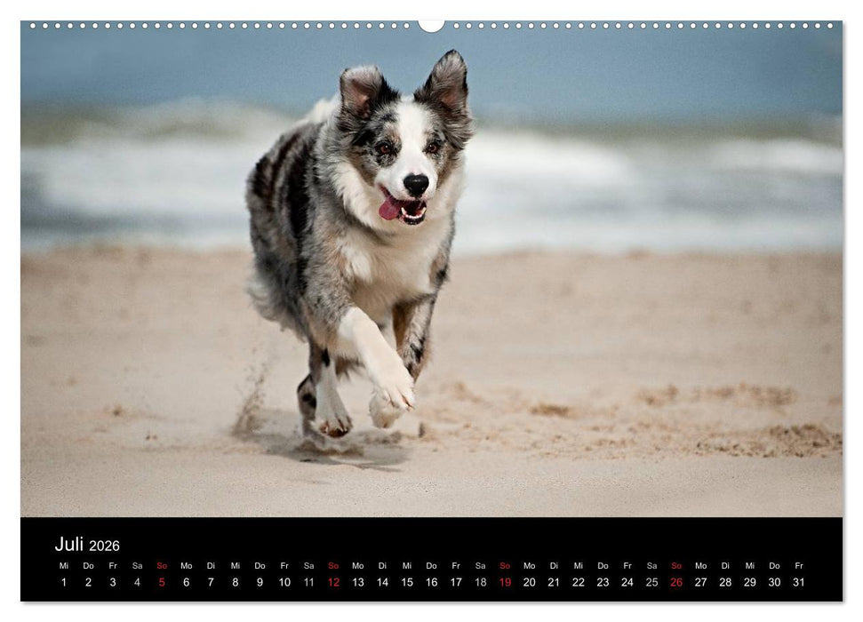 Border Collies (CALVENDO Premium Wandkalender 2026)