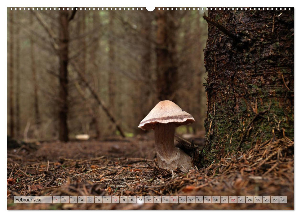 Waldpilz-Impressionen (CALVENDO Premium Wandkalender 2026)